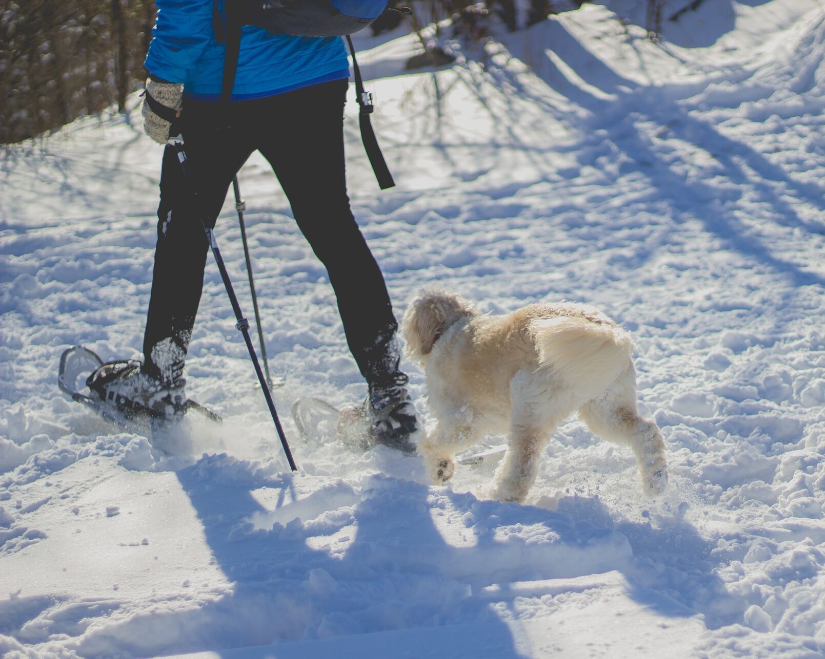 Snowshoe.jpg